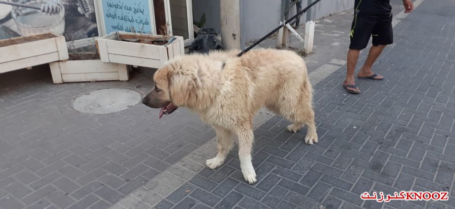 شاب من الطيبة يمتلك كلباً غريباً